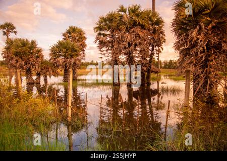 Agriculture champs au village Pak Nam Pran près de la ville de Pranburi et de la ville de Hua Hin dans la province de Prachuap Khiri Khan en Thaïlande, Banque D'Images
