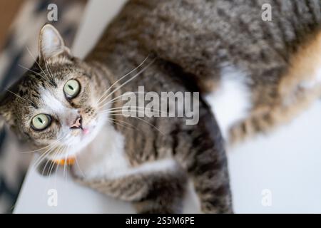 Chat Préparez les célébrations du nouvel an chinois à la maison. Mignon chat domestique shorthair mettant pendentif traditionnel au nouvel an lunaire chinois pour bonne chance Banque D'Images