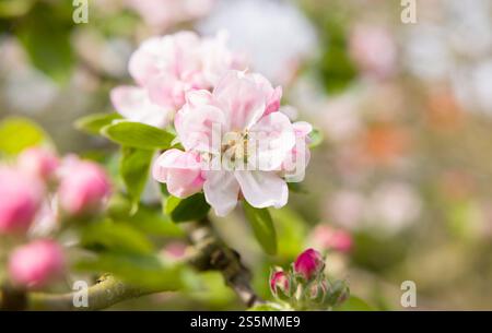 Détail de fleur de pomme rose et blanche sur un pommier fleurissant au printemps dans un jardin britannique Banque D'Images