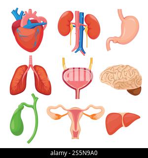 Organes humains. Coeur reins poumons foie anathomie estomac dessin animé collection d'images vectorielles. Anatomie humaine, estomac et foie, cœur et rein illustration. Organes humains. Coeur reins poumons foie anathomie estomac dessin animé collection d'images vectorielles Illustration de Vecteur