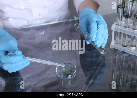 Tests en laboratoire. Scientifique avec un tube à essai coulant du liquide sur un échantillon de plante à table, gros plan Banque D'Images
