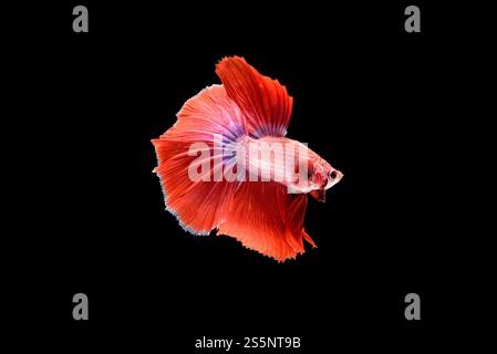 Belle Betta Splendens rouge, poisson de combat siamois ou Pla-kad dans le poisson populaire thaïlandais dans l'aquarium, Show off queue spreads nageant magnifiquement, Banque D'Images