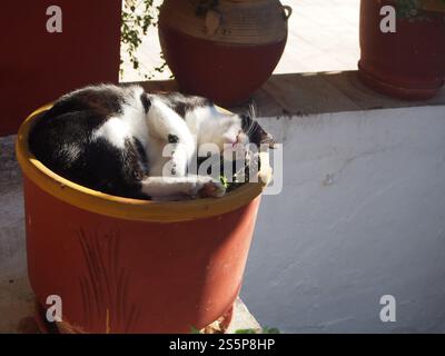 Chat noir et blanc dormant au soleil dans un pot de fleurs au monastère de Paleokastritsa à Corfou (Kerkyra), Grèce Banque D'Images