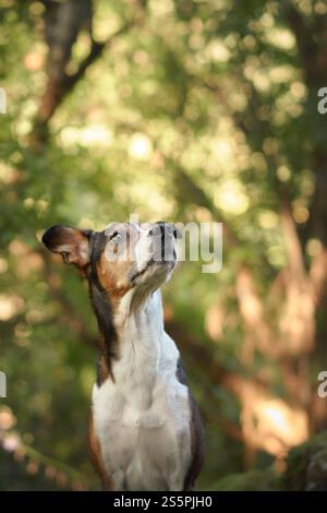 photo de chien d'un chien terrier regardant vers le haut parmi les arbres verts. Le chien semble contemplatif avec un fond naturel et luxuriant en lumière douce du soleil. Banque D'Images