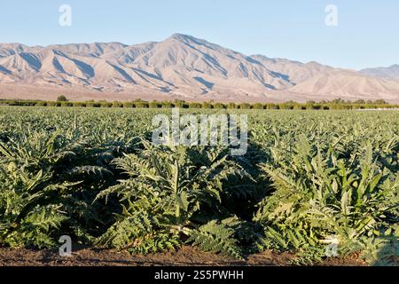 Champ d'artichauts en maturation 'Cynara cardunculus', vergers d'agrumes en arrière-plan, lumière tôt le matin, comté de Riversiide, Californie. Banque D'Images