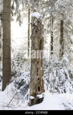 Vieux tronc d'arbre mort sans écorce avec de nombreux trous de nidification dans la forêt d'hiver sur l'Auersberg, Eibenstock, Erzgebirge, Saxe, Allemagne, Europe Banque D'Images