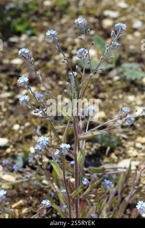 Myosotis arvensis, champ Forget-me-not, champ Forget-me-not Banque D'Images
