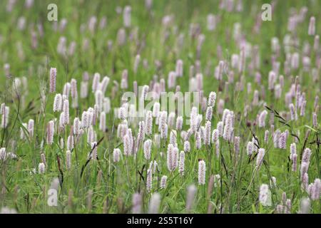 Bistort commun ou prairie nouée, Poligonum bistorta, syn. Persicaria bistorta, syn. Bistorta officinalis, anglais : bistort commun Banque D'Images