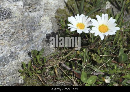Marguerite alpine, Leucanthemopsis alpina, Heywood Banque D'Images