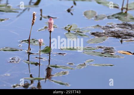 Persicaria amphibia, eau renouée du Japon Banque D'Images