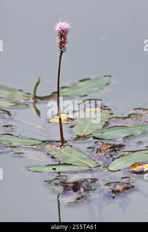 Persicaria amphibia, eau renouée du Japon Banque D'Images
