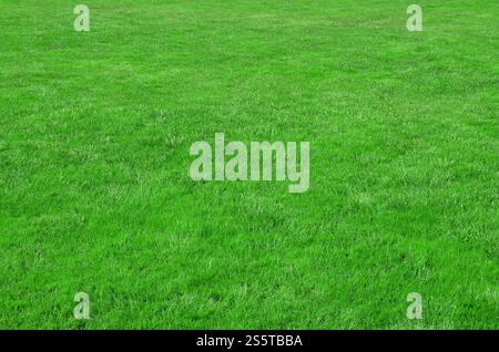 Photo du site avec même recadrée à l'herbe verte. Allée couverte de gazon ou herbe verte fraîche Banque D'Images