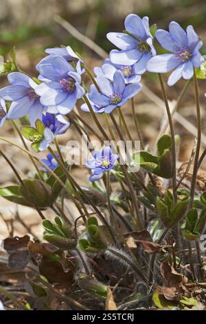 L'hépatique, anemone hepatica, Hepatica nobilis Banque D'Images