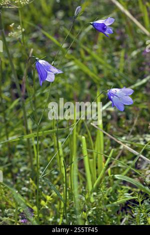 Campanula rotundifolia, chausson à feuilles rondes Banque D'Images