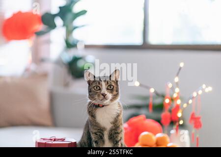 Chat Préparez les célébrations du nouvel an chinois à la maison. Mignon chat domestique shorthair mettant pendentif traditionnel au nouvel an lunaire chinois pour bonne chance Banque D'Images