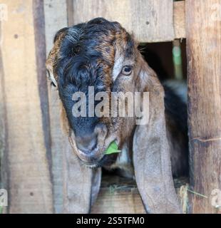 Tête de chèvre locale à l'intérieur du stylo Banque D'Images