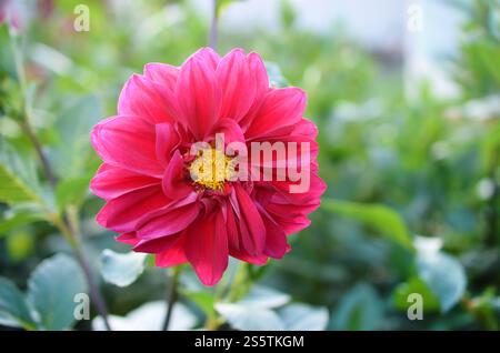 Plan macro de l'évêque dahlia de llandaff Purple Bloom. Est un cultivar pérenne tendre tubéreux ramifié avec un feuillage noir d'aubergine foncé. Banque D'Images