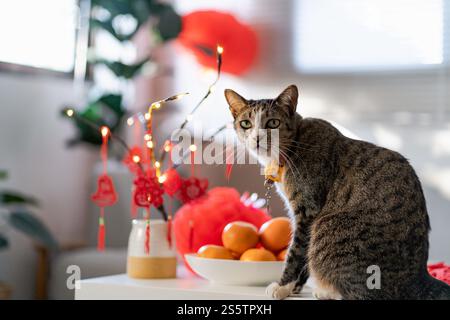 Chat Préparez les célébrations du nouvel an chinois à la maison. Mignon chat domestique shorthair mettant pendentif traditionnel au nouvel an lunaire chinois pour bonne chance Banque D'Images