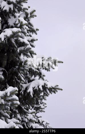 Branche russe de sapin vert. Branches épineuses vertes de pin sous la neige gros plan. Branches d'épinette Banque D'Images