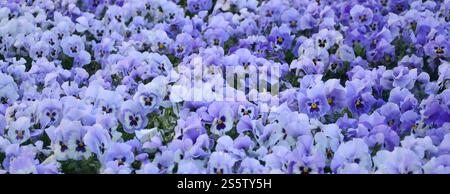 Pansies bleues et violettes en gros plan dans le jardin. Photo naturelle de saison Banque D'Images