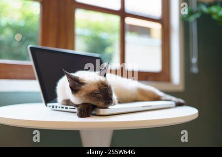 Chat sur ordinateur portable travaillant de la maison avec chat. chat endormi sur ordinateur portable assistant clavier chat travaillant chez ordinateur portable Banque D'Images