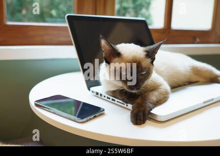Chat sur ordinateur portable travaillant de la maison avec chat. chat endormi sur ordinateur portable assistant clavier chat travaillant chez ordinateur portable Banque D'Images