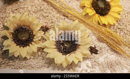 Beaux tournesols dans le jardin intérieur Banque D'Images