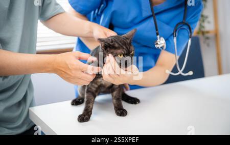 Vétérinaire professionnel aide le chat. chat propriétaire tenant l'animal sur les mains. Chat sur la table d'examen de la clinique vétérinaire. Soins vétérinaires. Médecin vétérinaire et Banque D'Images