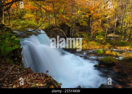 La beauté des chutes Choshi Otaki, qui font partie du ruisseau Oirase, non loin du lac Towada en automne, ville d'Aomori, région de Tohoku, Japon Banque D'Images