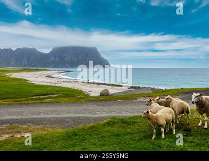 Troupeau de moutons près d'Haukland beach. Summer Fair view. La Norvège, les îles Lofoten. Banque D'Images