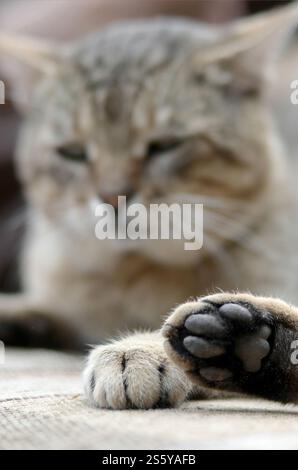 Chat tabby triste couché sur un canapé moelleux à l'extérieur et reposant avec la patte au foyer au premier plan et le museau en flou. Chat tabby triste allongé sur un canapé moelleux Banque D'Images