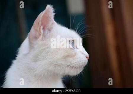 Un chat blanc pur avec des yeux bleu turquoise et des oreilles défectueuses roses à l'extérieur. Chat blanc pur avec les yeux bleu turquoise et les oreilles défectueuses roses Banque D'Images