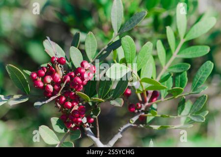 Pistacia lentiscus communément appelé lentisk ou mastic Banque D'Images