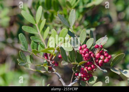 Pistacia lentiscus communément appelé lentisk ou mastic Banque D'Images
