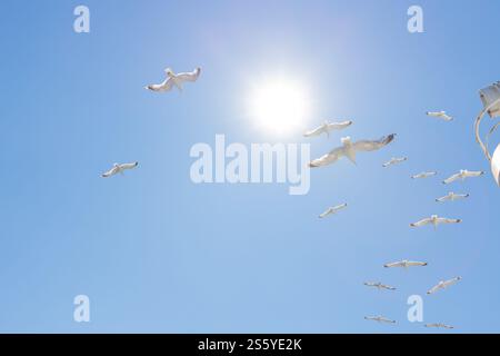 Troupeau de mouettes vole gracieusement en formation sous un ciel bleu clair, symbolisant la liberté. Banque D'Images