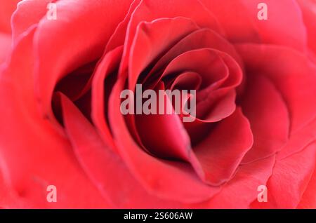 Belle Rose rouge gros plan avec de nombreux pétales. Macro Flower arrière-plan photo avec une faible profondeur de champs. Belle rose rouge vif gros plan avec Banque D'Images