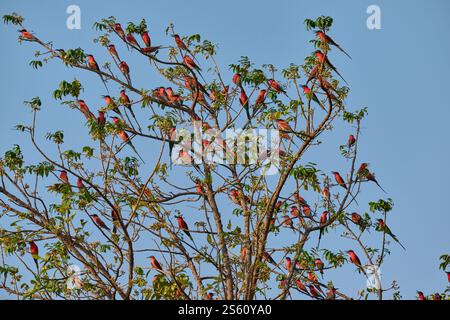 Groupe d'apiculteurs carminés du sud (Merops nubicoides) dans un arbre, South Luangwa National Park, Mfuwe, Zambie, Afrique Banque D'Images