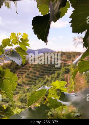 Sunset Vineyard Elegance : verres à vin au milieu de vignes luxuriantes Banque D'Images