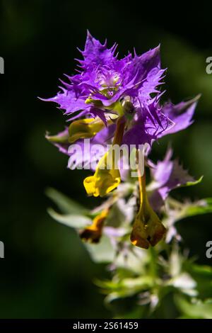 Bois vache-blé, fleur de prairie colorée, détail de fleur d'été, Melampyrum nemorosum. Banque D'Images