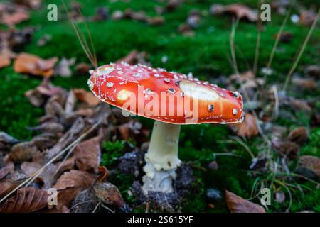 Un champignon rouge dans les bois verts Banque D'Images