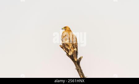 Le cerf-volant noir (Milvus migrans) est un oiseau de proie de taille moyenne trouvé dans une grande partie du monde, y compris en Inde. Banque D'Images