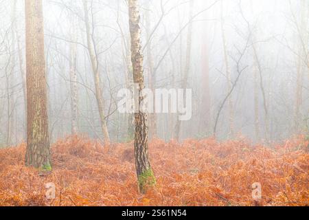 Feuilles, saumons et mousse lors d'une journée d'hiver brumeuse dans les bois du Kent, en Angleterre Banque D'Images