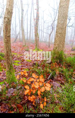Feuilles, saumons et mousse lors d'une journée d'hiver brumeuse dans les bois du Kent, en Angleterre Banque D'Images