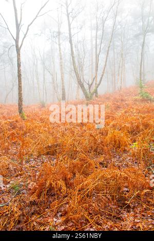 Feuilles, saumons et mousse lors d'une journée d'hiver brumeuse dans les bois du Kent, en Angleterre Banque D'Images