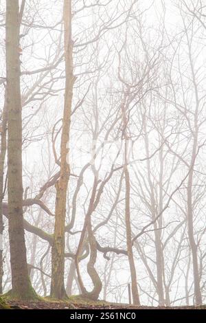 Feuilles, saumons et mousse lors d'une journée d'hiver brumeuse dans les bois du Kent, en Angleterre Banque D'Images