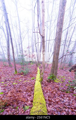 Un arbre mort, des feuilles, du saumon et de la mousse un jour d'hiver brumeux dans les bois du Kent, en Angleterre Banque D'Images