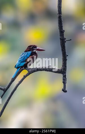 Un Kingfisher à gorge blanche reposant sur un arbre Banque D'Images