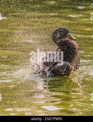 Un canard prenant un bain dans le lac Banque D'Images