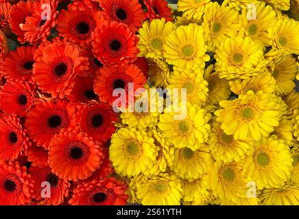 Belle bannière avec gerberas rouges et jaunes fleuris. Gros plan de boutons floraux rouges et jaunes, fond floral doux abstrait. Banque D'Images