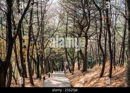 Sentier forestier de montagne Dongnae Eupseong à Busan, Corée Banque D'Images